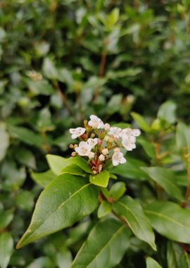 Bay Flowers