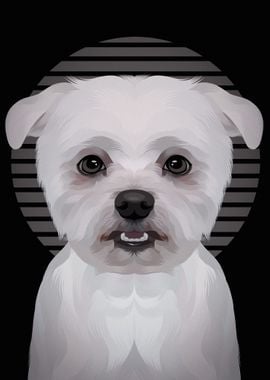 Maltese Dog