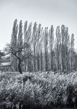 Autumn trees, B&W, Poland