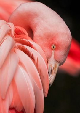 Beautiful Flamingo 