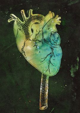 Aorta and heart 