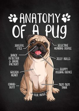 Anatomy of a Pug Dog