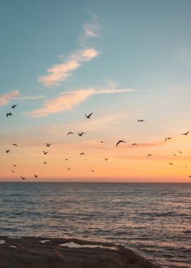 Birds at the Sea Beach