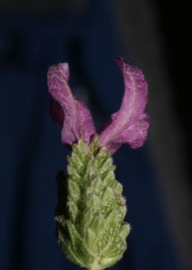 Lavandula stoechas flower