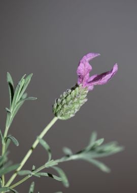 Lavandula flower close up