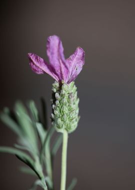 Lavandula stoechas flower