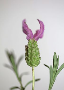 Lavandula flower close up