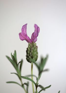 Lavandula flower close up