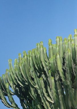 Cacti Dream 1