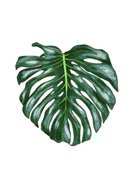 Monstera Leaf Tropical