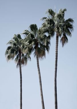 Palm Trees Dream 3