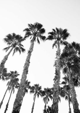 Palm Trees Black White 3