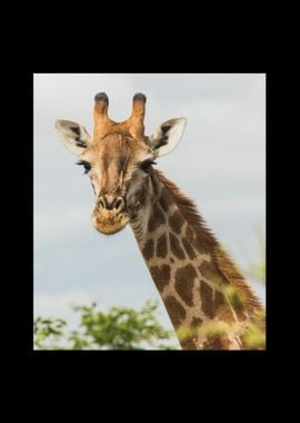 Giraffe