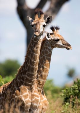 Giraffe Portrait