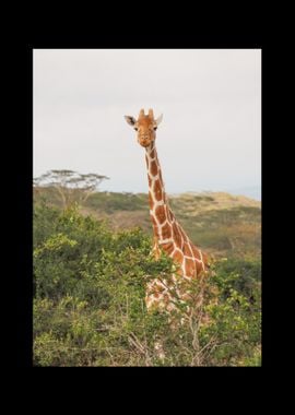 Giraffe