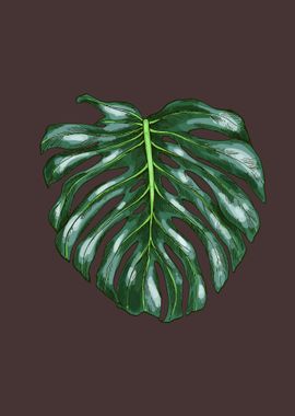 Monstera Deliciosa Leaf