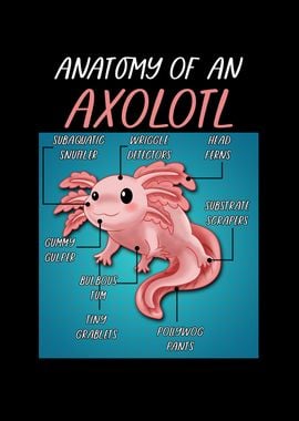 Axolotl kawaii Funny