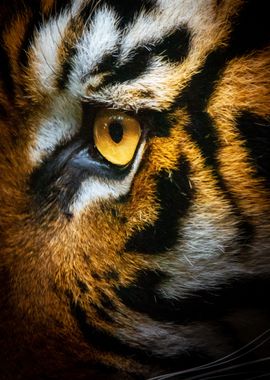 Eye of tiger