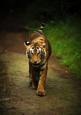 Tiger walk