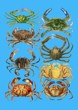 Set of Crabs