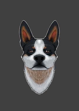 Australian Cattle Dog