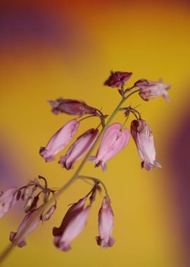 Dicentra formosa flowering