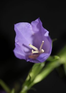 Flower close up Campanula