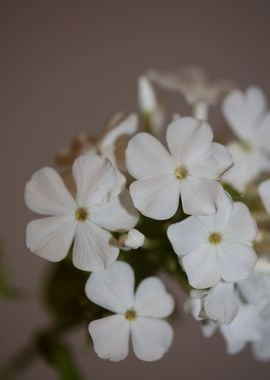 White Phlox flower blossom