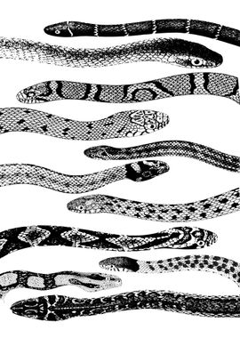 Black and White Snakes 