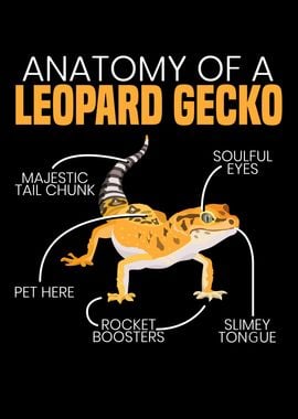 Anatomy Of A Leopard Gecko