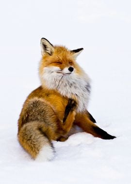 Winterfox