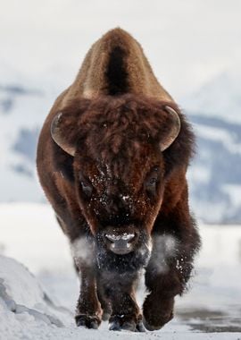 Bison Incoming