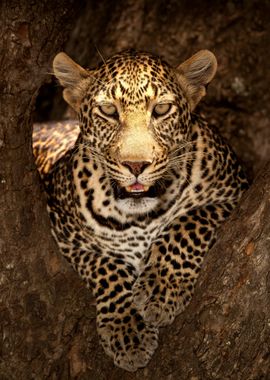 Leopard Resting 2