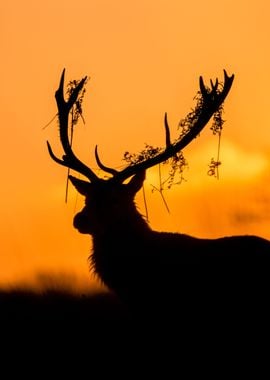 Red Deer Stag Silhouette