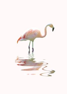 Simply Flamingo