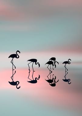 Family flamingos