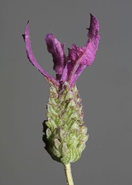 Lavandula flower blossom