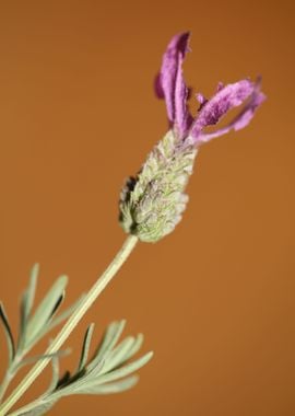 Lavandula flower close up