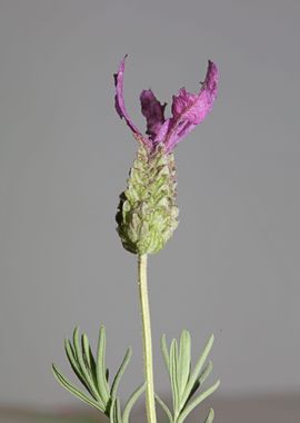 Lavandula flower close up