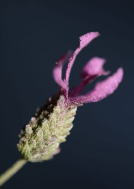 Lavandula flower close up