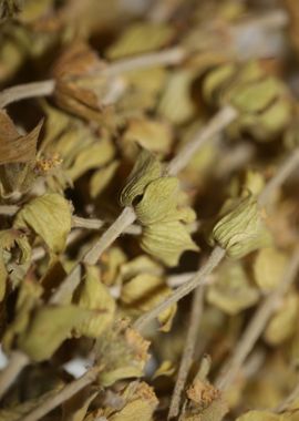 Mountain wild tea close up