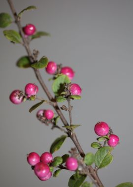 Symphoricarpos fruit macro