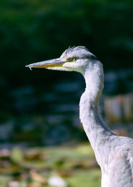 Young Irish Heron