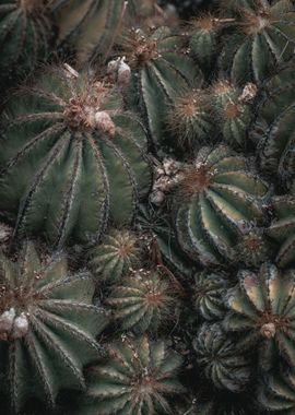 Parodia magnifica