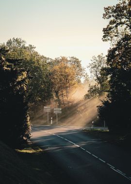 sunrise through trees