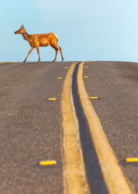 Crossing the Road