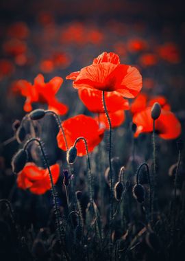 Red field poppies, macro