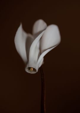 Cyclamen flower blossoming