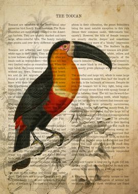 Vintage Toucan Print