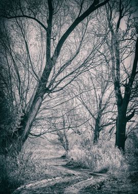 Autumn trees, B&W, Poland